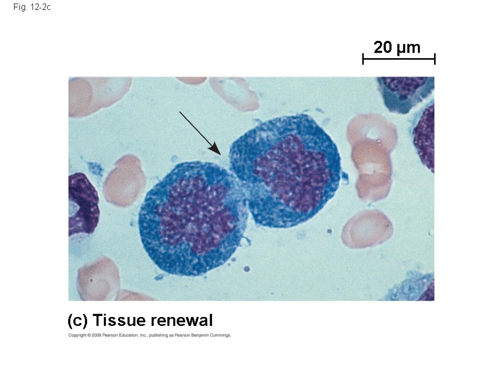 Fig. 12-2c 20 µm (c) Tissue renewal